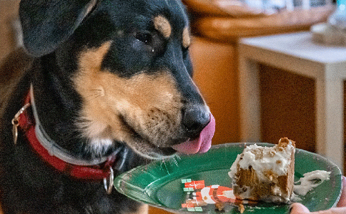chien qui déguste du gâteau d'anniversaire